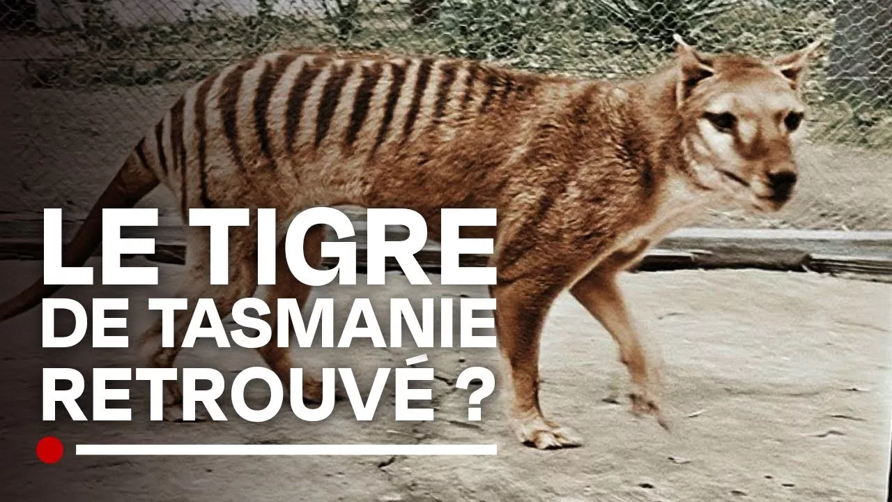 Documentaire Le tigre de Tasmanie : une quête controversée dans le monde scientifique