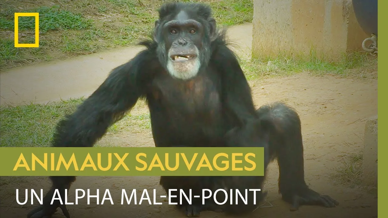 Documentaire Le statut de ce chimpanzé alpha est menacé à cause d’un torticolis