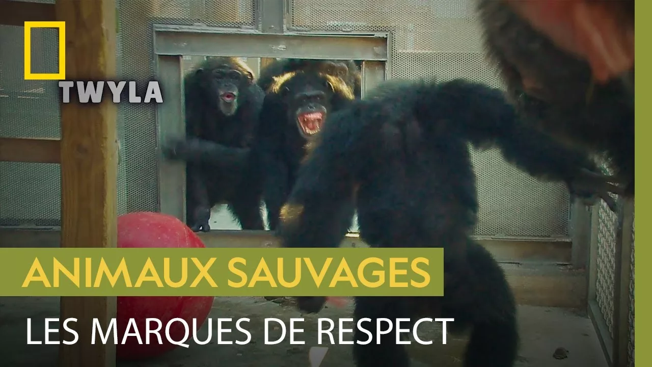 Documentaire Les chimpanzés ont plusieurs manières étonnantes de témoigner leur respect à l’alpha