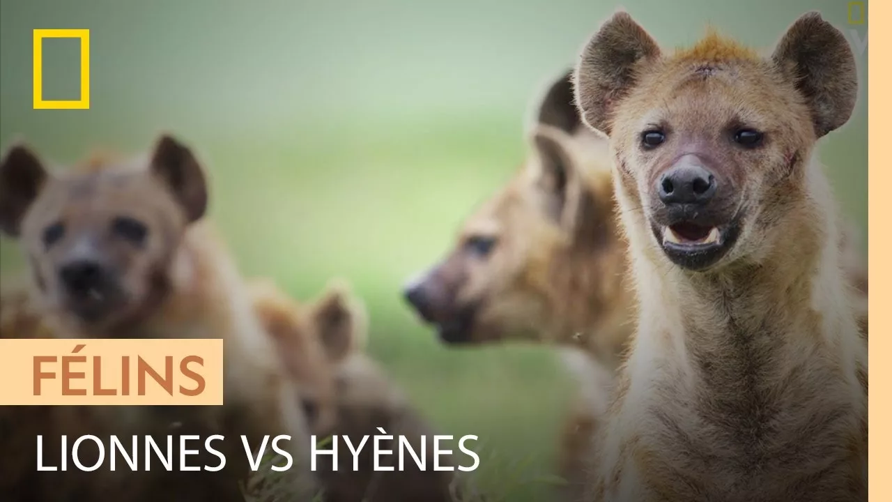 Documentaire L’éternelle rivalité entre lionnes et hyènes