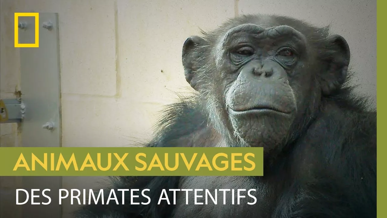 Documentaire Session de pesée pour les chimpanzés