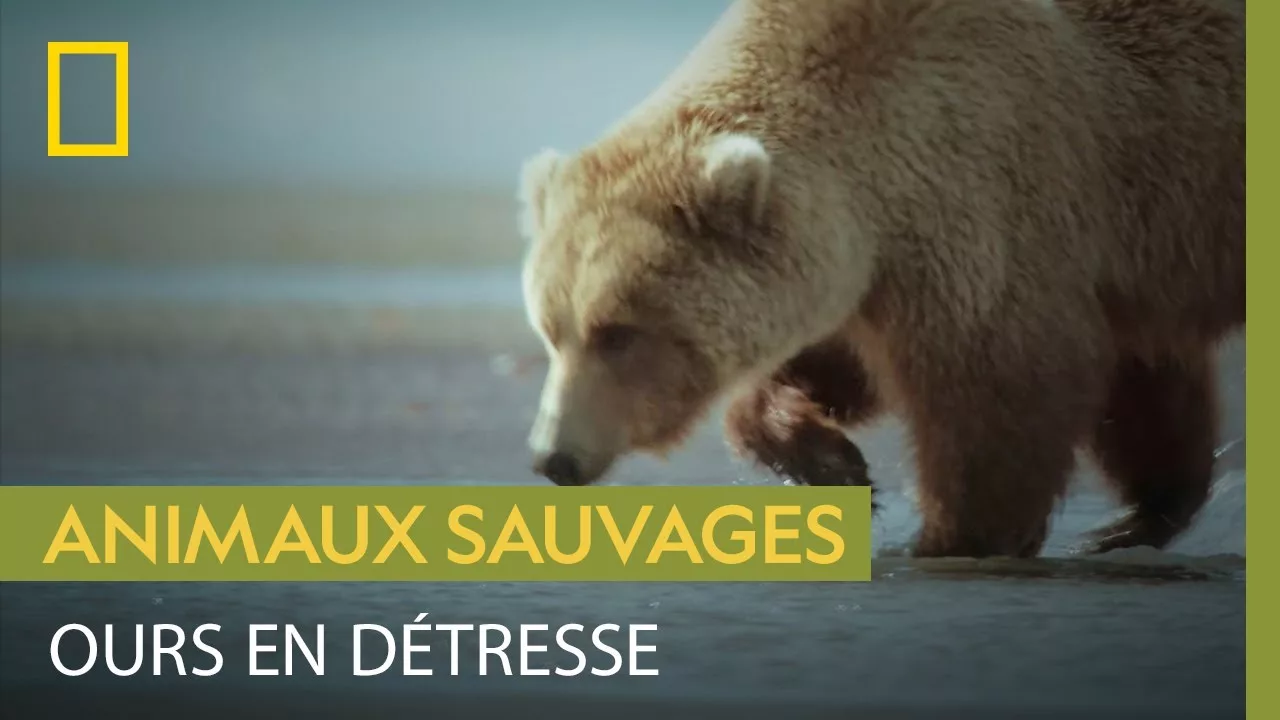 Documentaire Une ourse blessée lutte pour nourrir ses petits