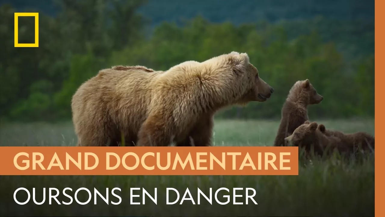 Documentaire Une ourse protège ses petits de ses congénères mâles