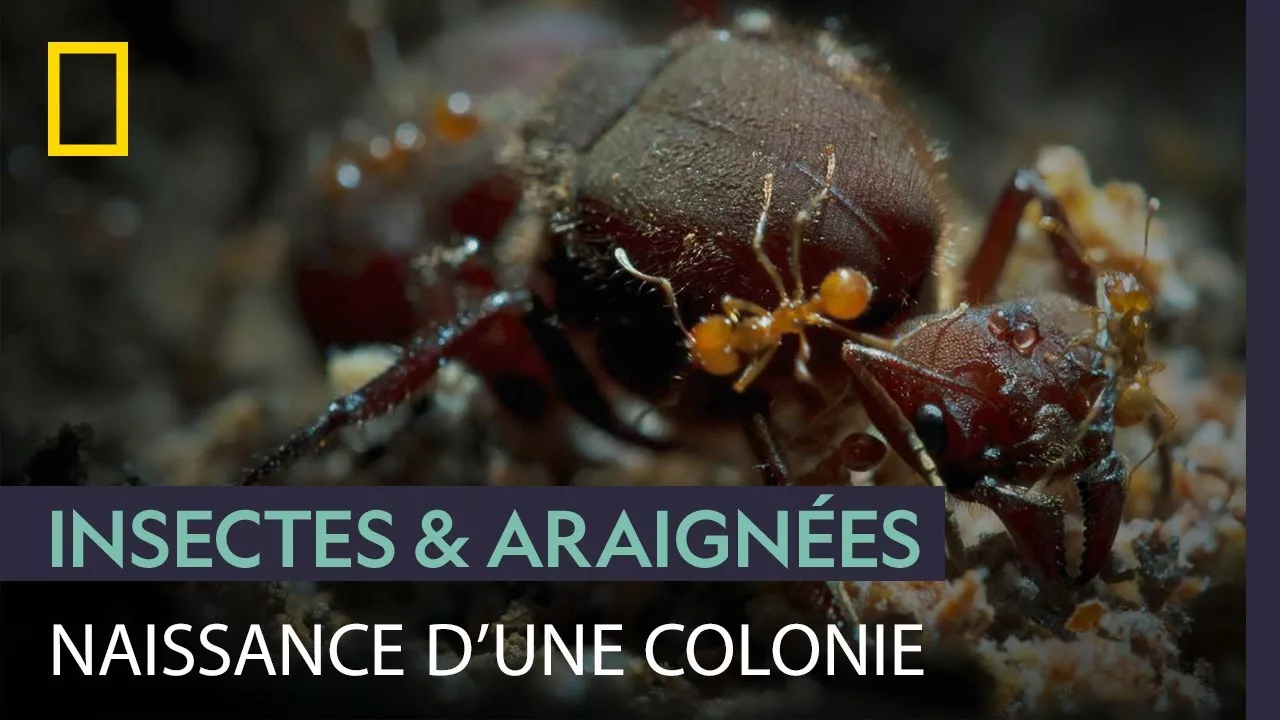 Documentaire Une reine fourmi met en place sa colonie