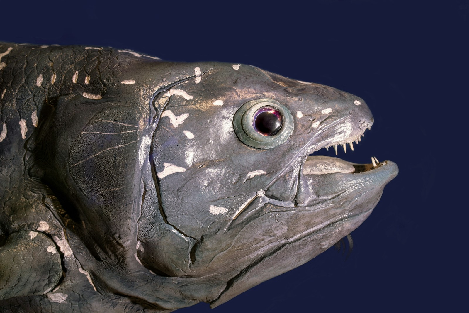 Le c&oelig;lacanthe, un poisson aux caract&eacute;ristiques exceptionnelles