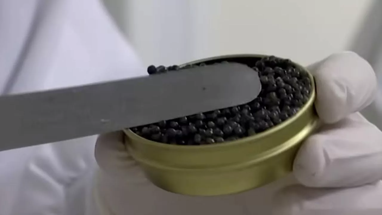 Documentaire Caviar : l’or noir d’Aquitaine