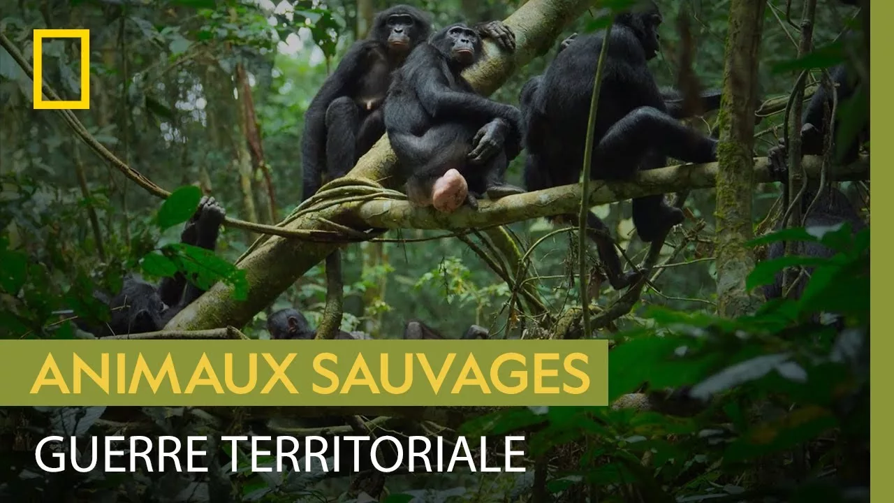 Documentaire C’est la guerre entre les bonobos et les colobes