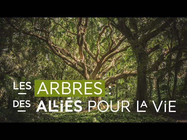 Documentaire Ces arbres qui nous sauvent