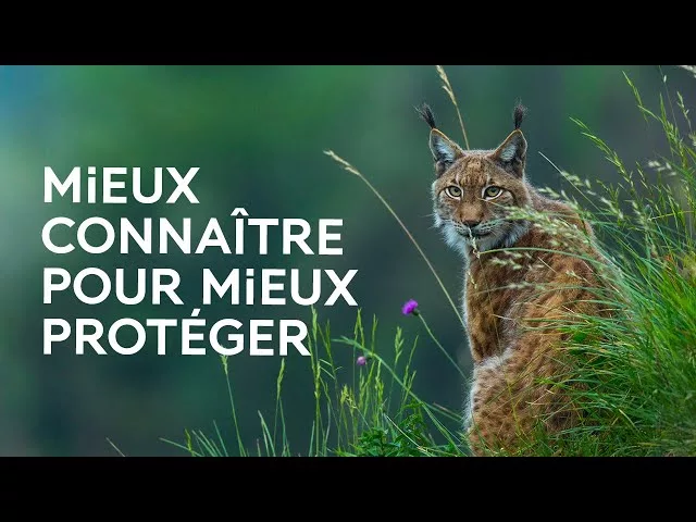 Documentaire Comment mieux connaître les mammifères sauvages de France ?