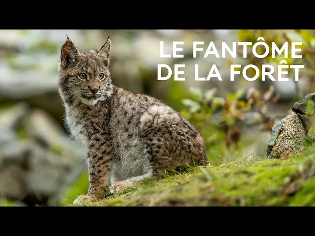 Documentaire Lynx boréal : comment protéger le plus grand félin d’Europe ?