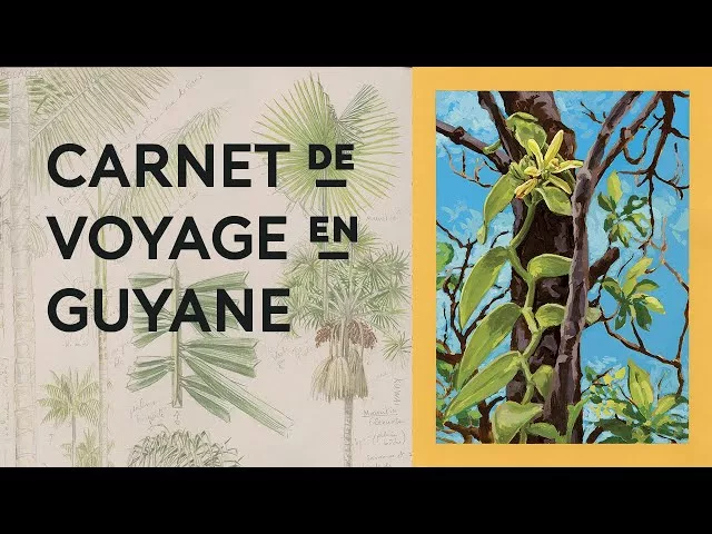Documentaire Plongée en forêt guyanaise