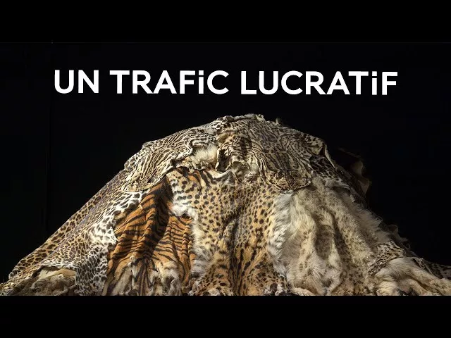 Documentaire Un commerce illégal très lucratif – Le trafic d’espèces sauvages
