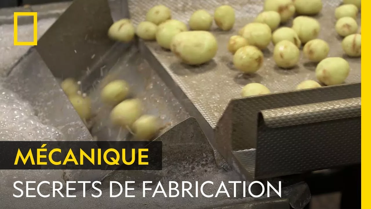 Documentaire Découvrez le parcours des pommes de terre dans une usine de chips