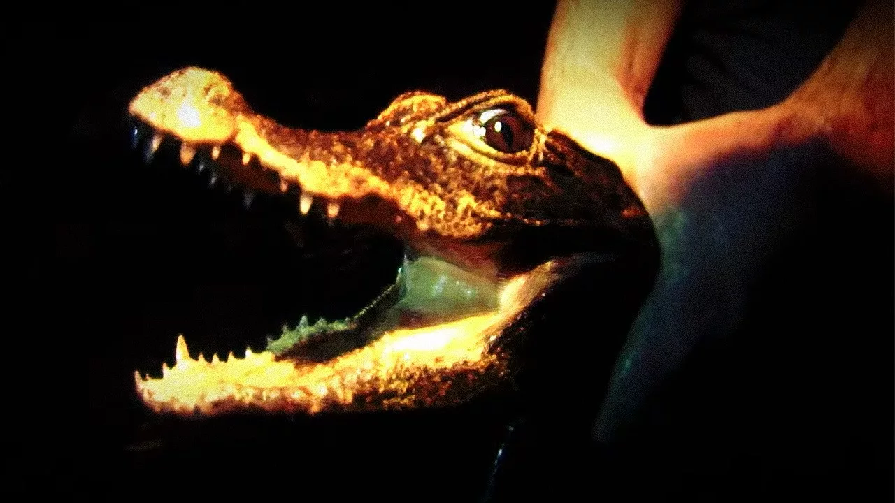 Documentaire Expédition dans les cavernes du Gabon : le mystère du crocodile orange