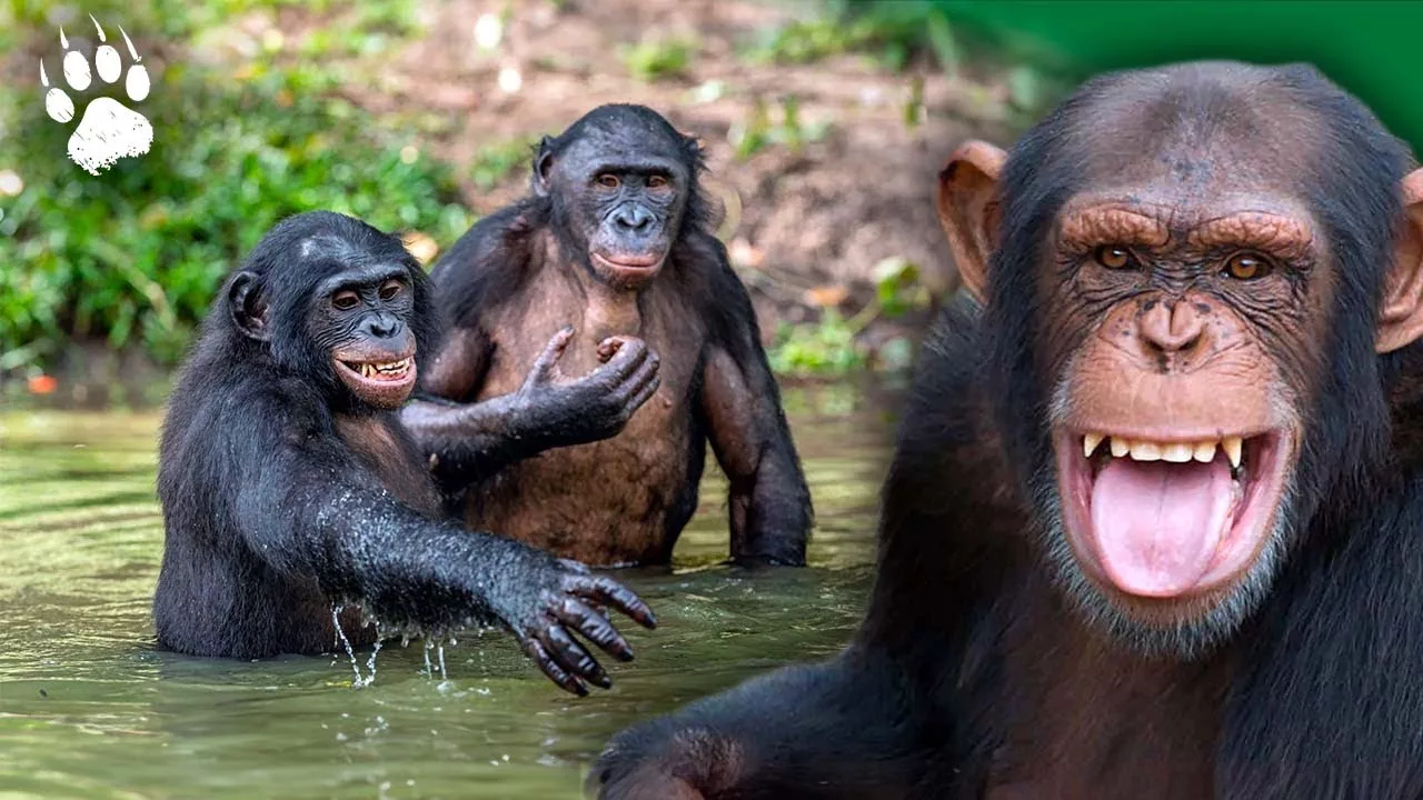 Documentaire La planète des chimpanzés – Leur dernier refuge sur Terre ?
