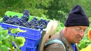 Les grands vins français | Bourgogne : Côte de Beaune