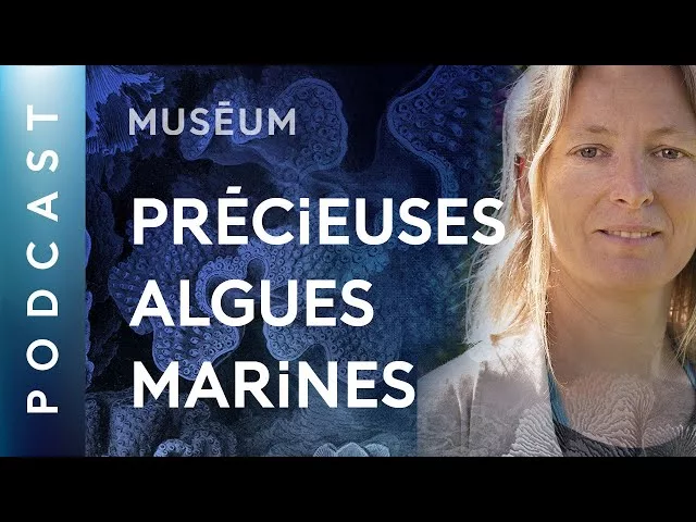 Documentaire Pourquoi les algues marines sont-elles importantes ?