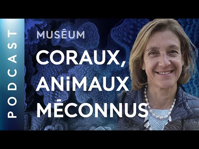 Documentaire Qui sont les bâtisseurs du récif corallien ?