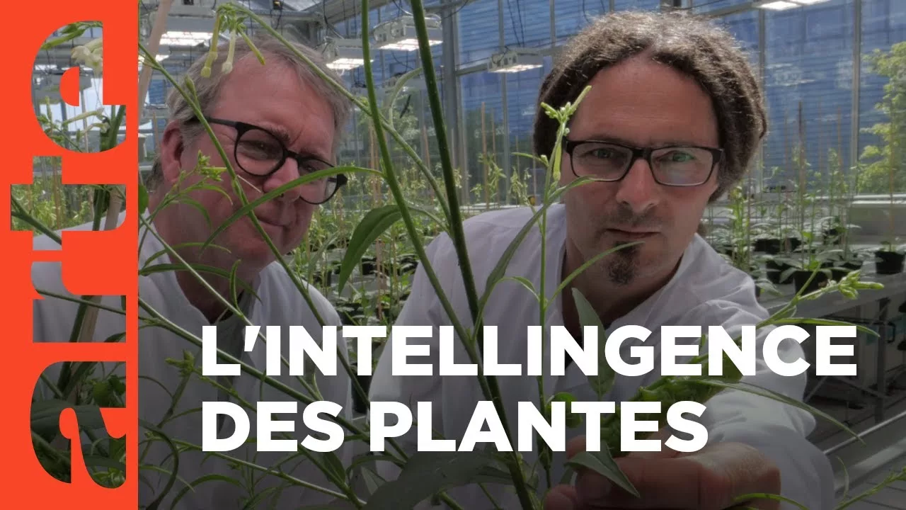 Documentaire Super stratégies – Le génie caché des plantes (2/2)