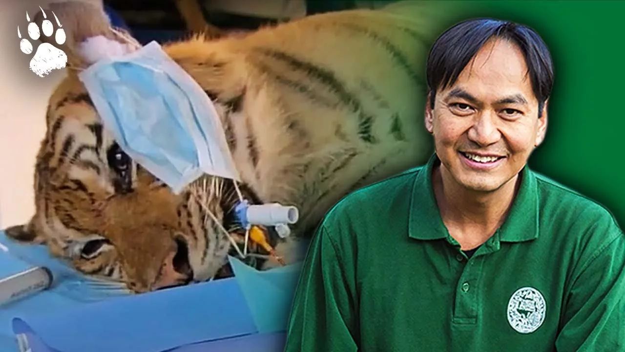 Tigresse en détresse - Opération d'urgence à Sumatra