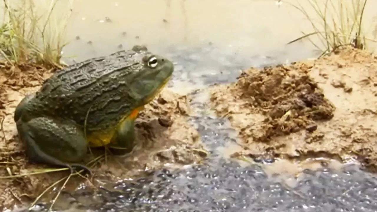 Documentaire Un papa grenouille sauve 1000 enfants