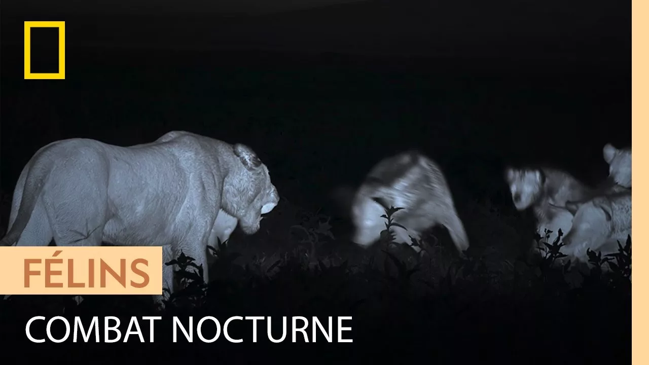 Documentaire Violentes batailles nocturnes entre hyènes et lionnes