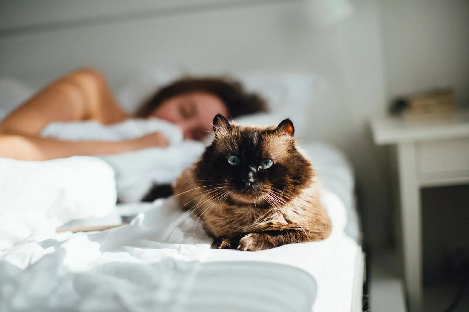 Documentaire Sommeil : est-il bon de dormir avec son chien ou son chat ?