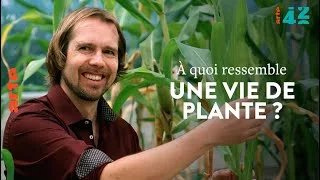 Documentaire À quoi ressemble une vie de plante ?