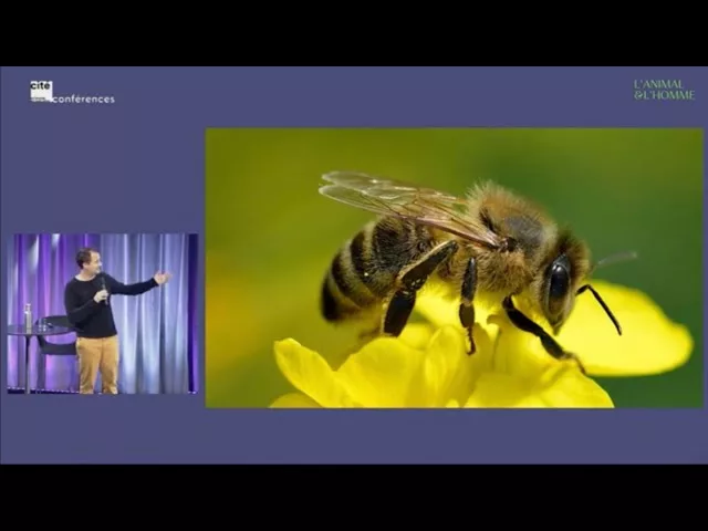 À quoi pensent les abeilles ?
