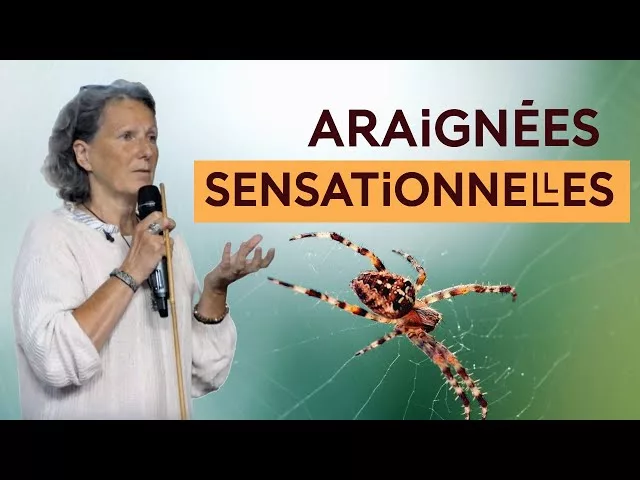 Documentaire Plongée dans l’univers sensoriel des araignées