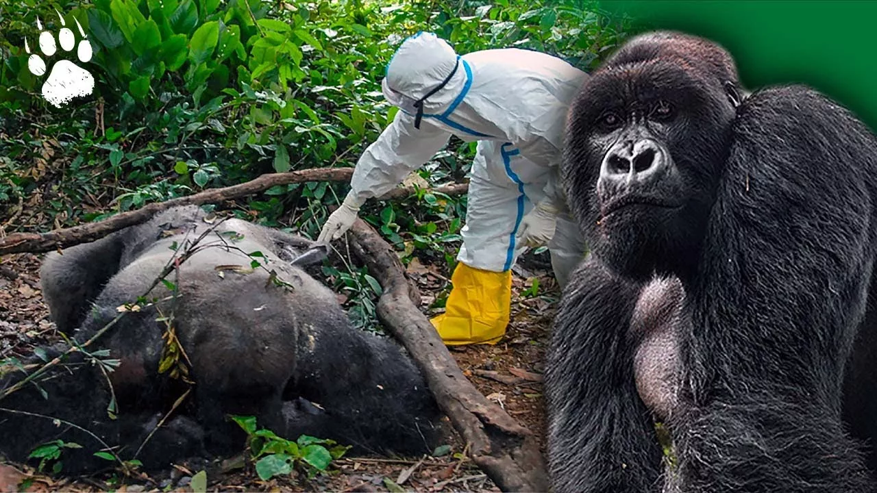 Documentaire Ébola : les gorilles dans la tempête