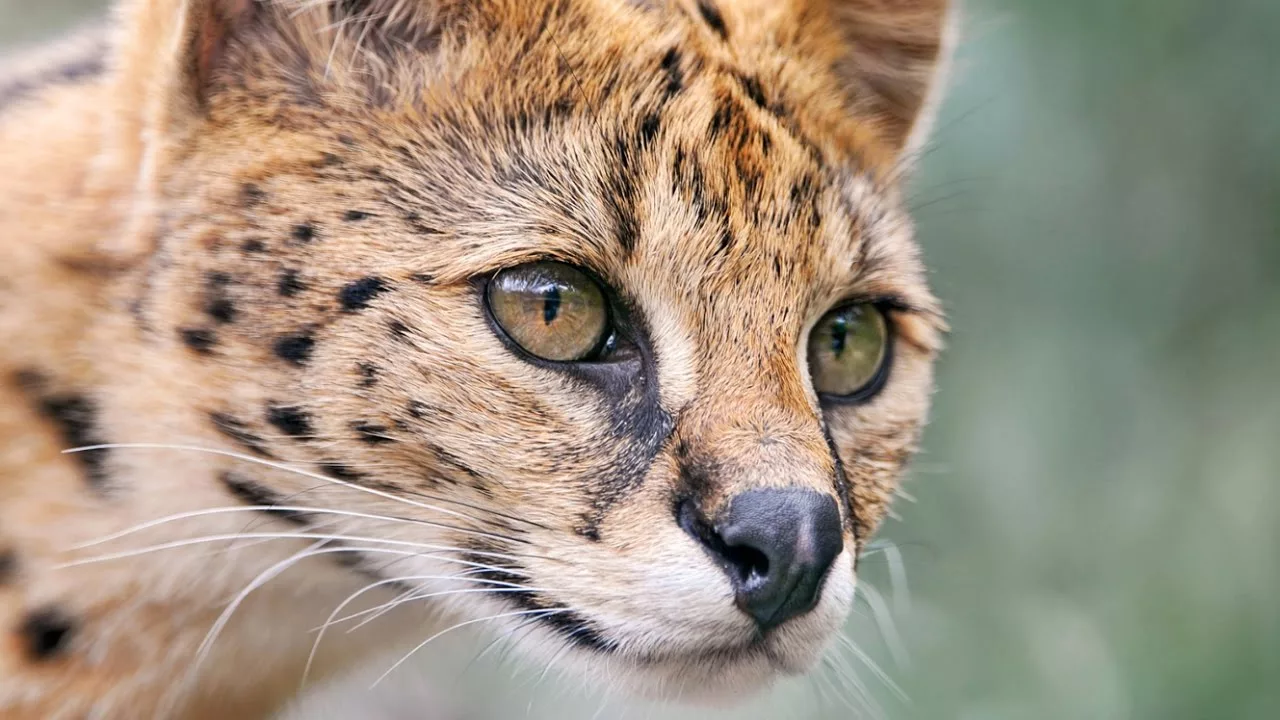 Documentaire Félins : connaissez-vous le serval ?