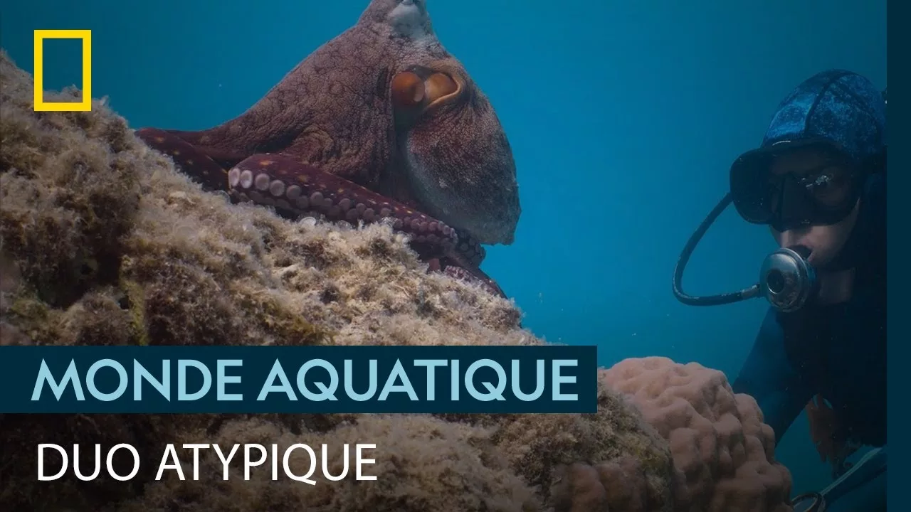 Documentaire Insolite : un poulpe chasse en se laissant guider par une plongeuse