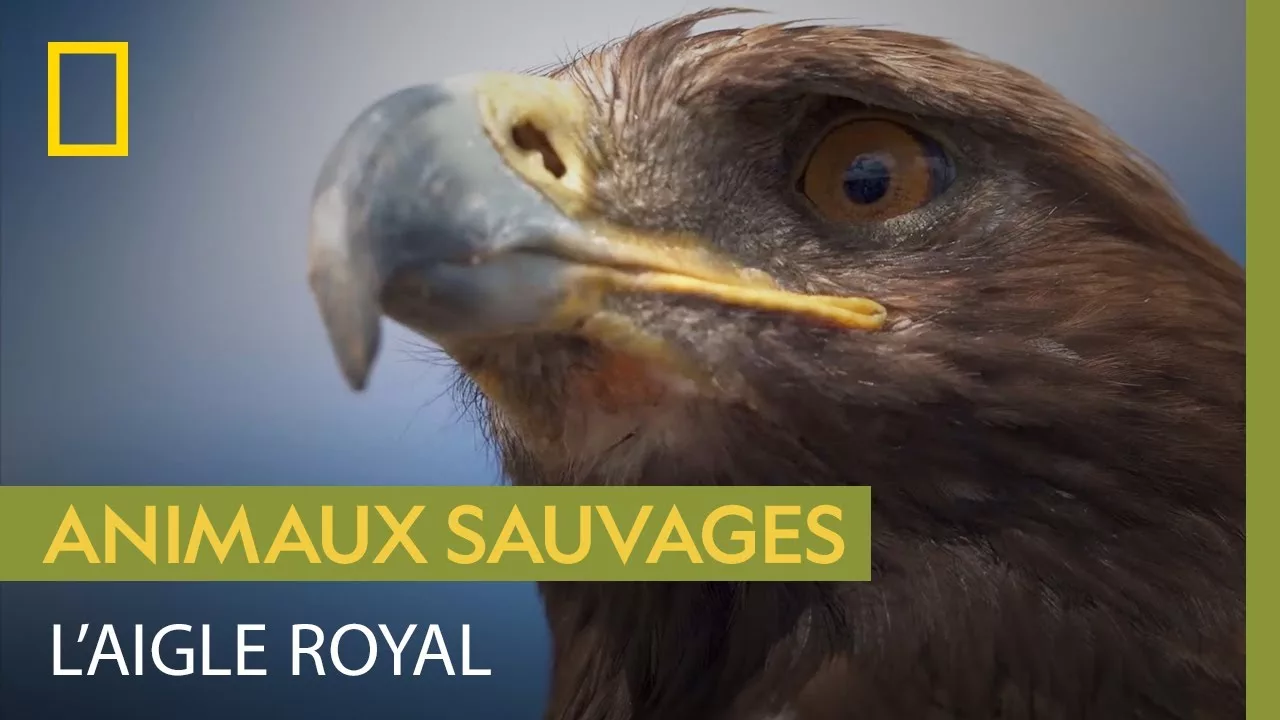 Documentaire L’aigle royal, un monstre de vitesse majestueux