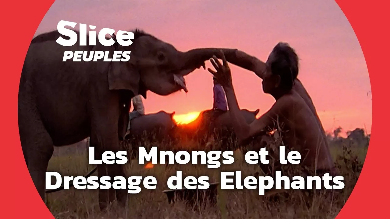 Documentaire Les Mnongs et les élephants sacrés du Vietnam