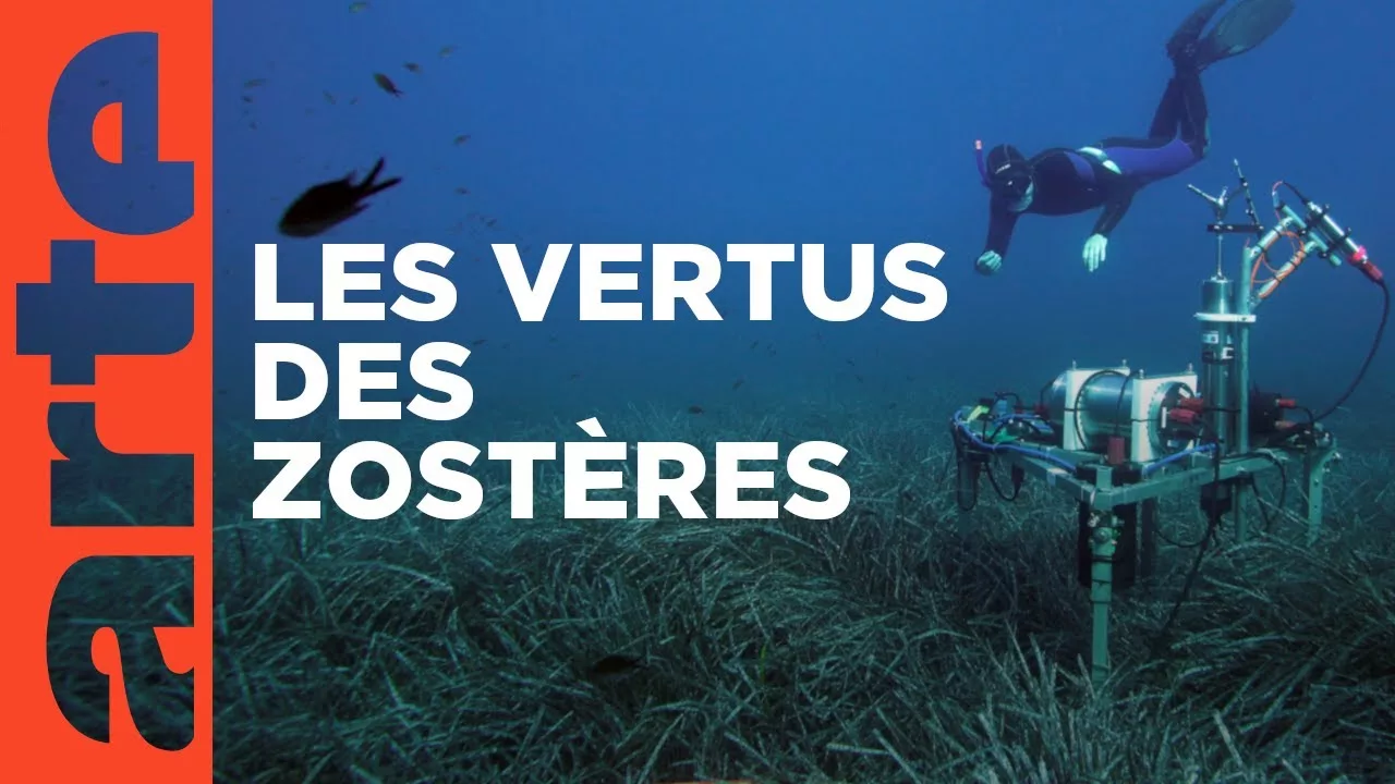 Documentaire Les herbiers marins – Précieuses sources de vie