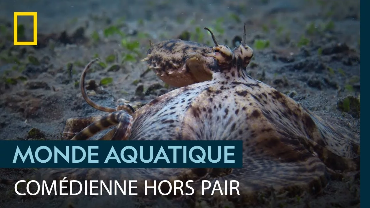 Documentaire Les incroyables talents d’imitation de la pieuvre mimétique