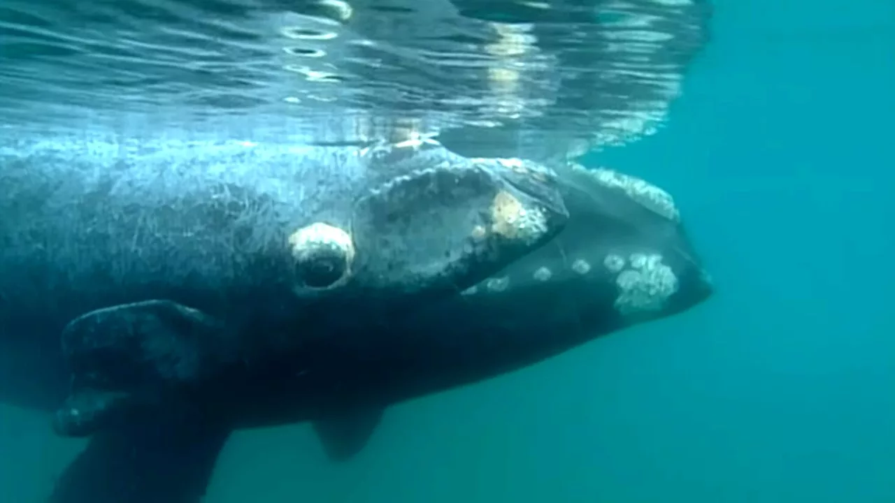 Documentaire Mission baleines : les derniers géants