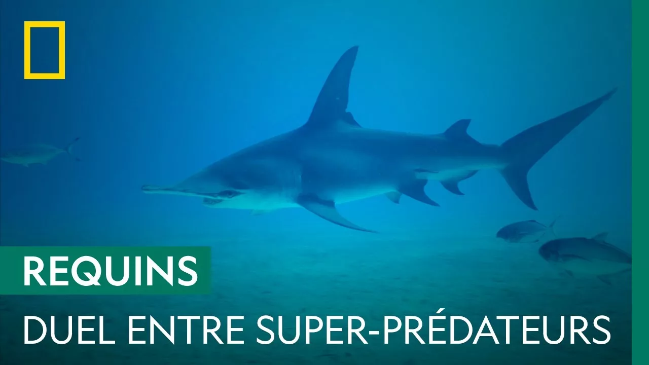 Documentaire Requin bouledogue vs. requin marteau