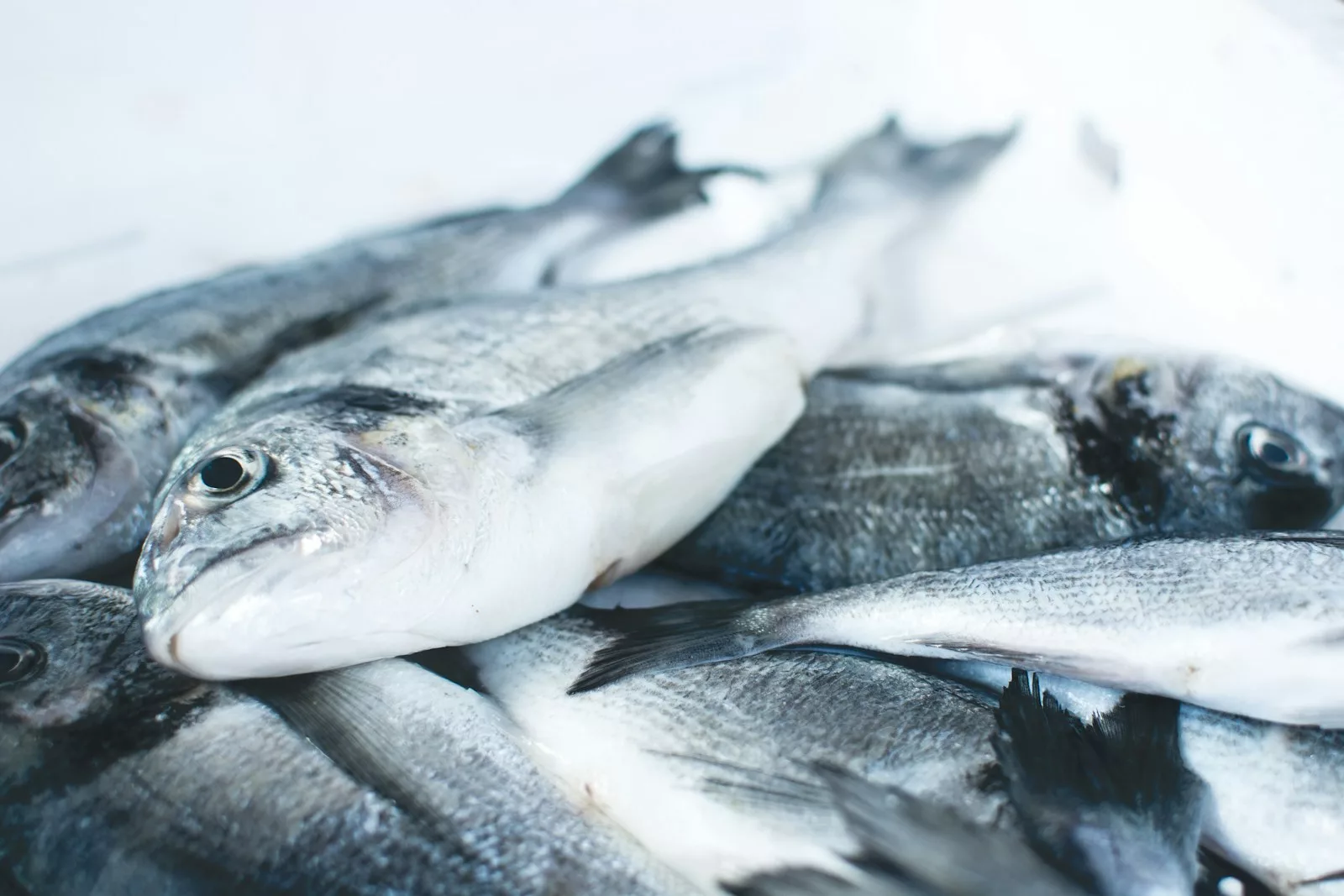 Documentaire Comment assurer la consommation durable de poisson ?
