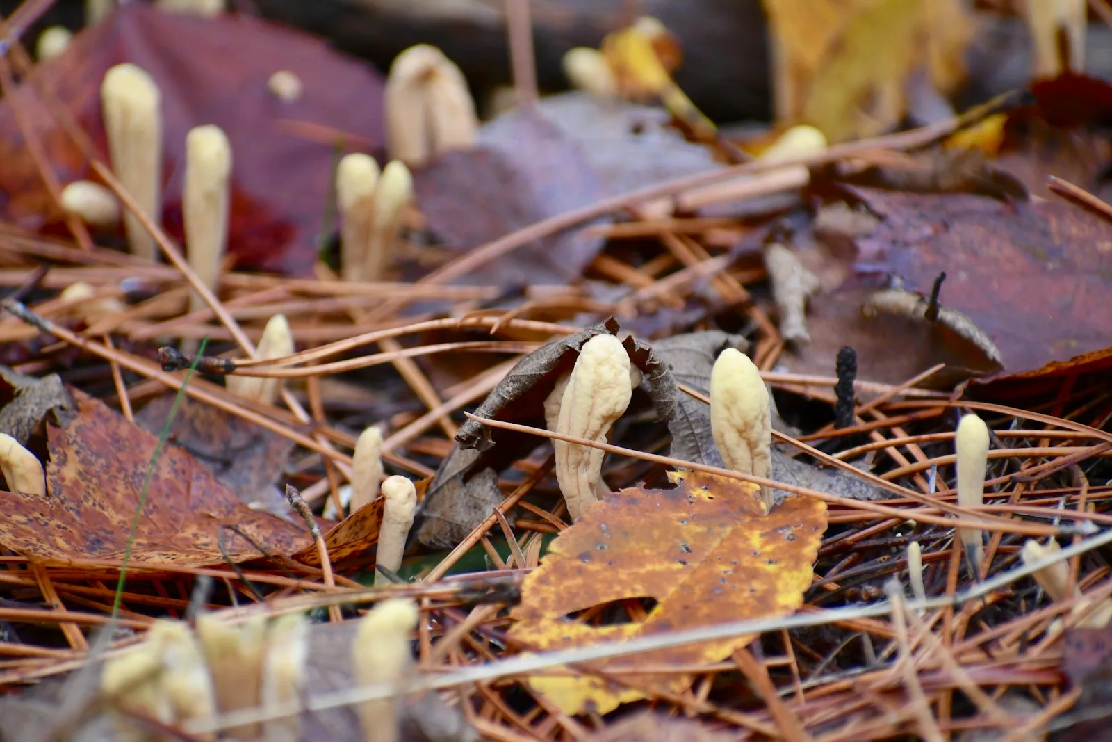 Documentaire Le cordyceps, ce mystérieux champignon aux pouvoirs surprenants