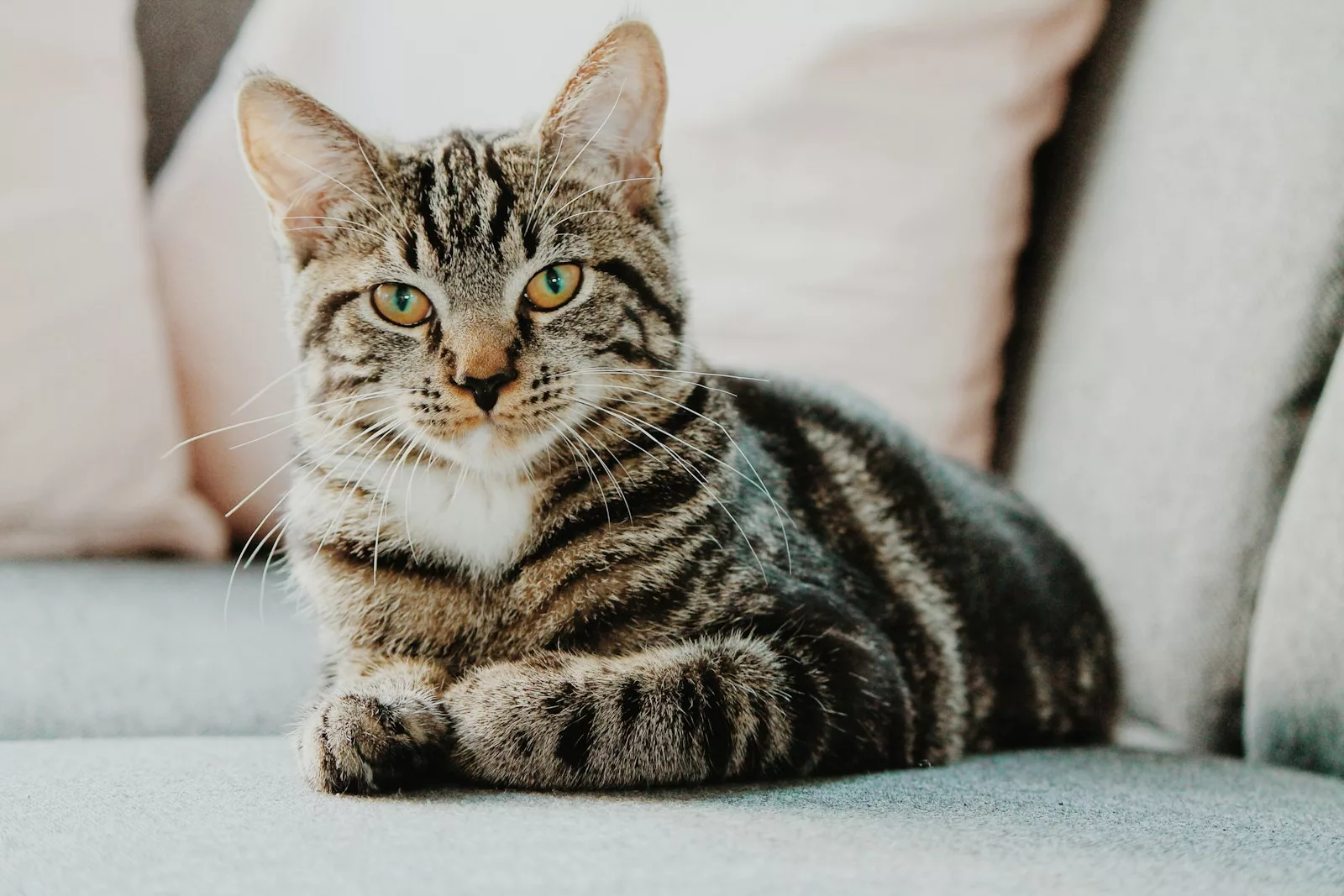 Quelles races de chat ont la plus longue espérance de vie ?