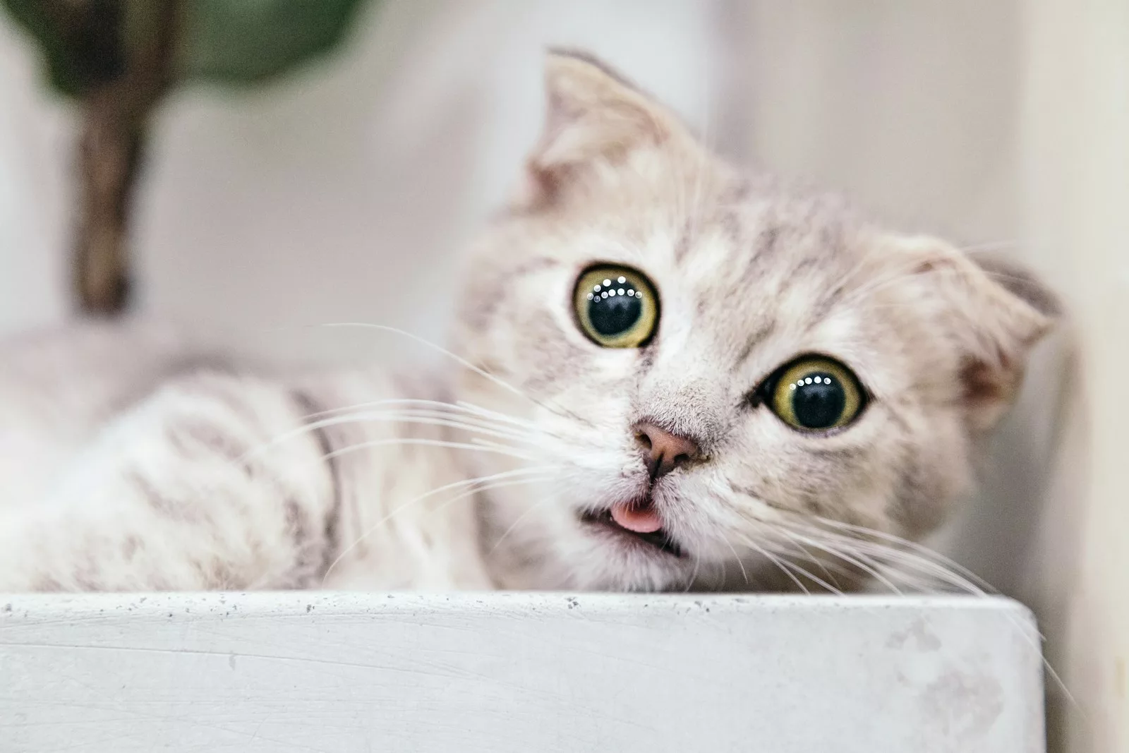 Documentaire Quelles races de chat ont l’espérance de vie la plus courte ?