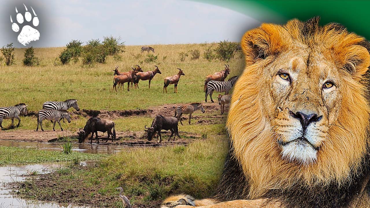 Territoire et survie : l’art de vivre en savane