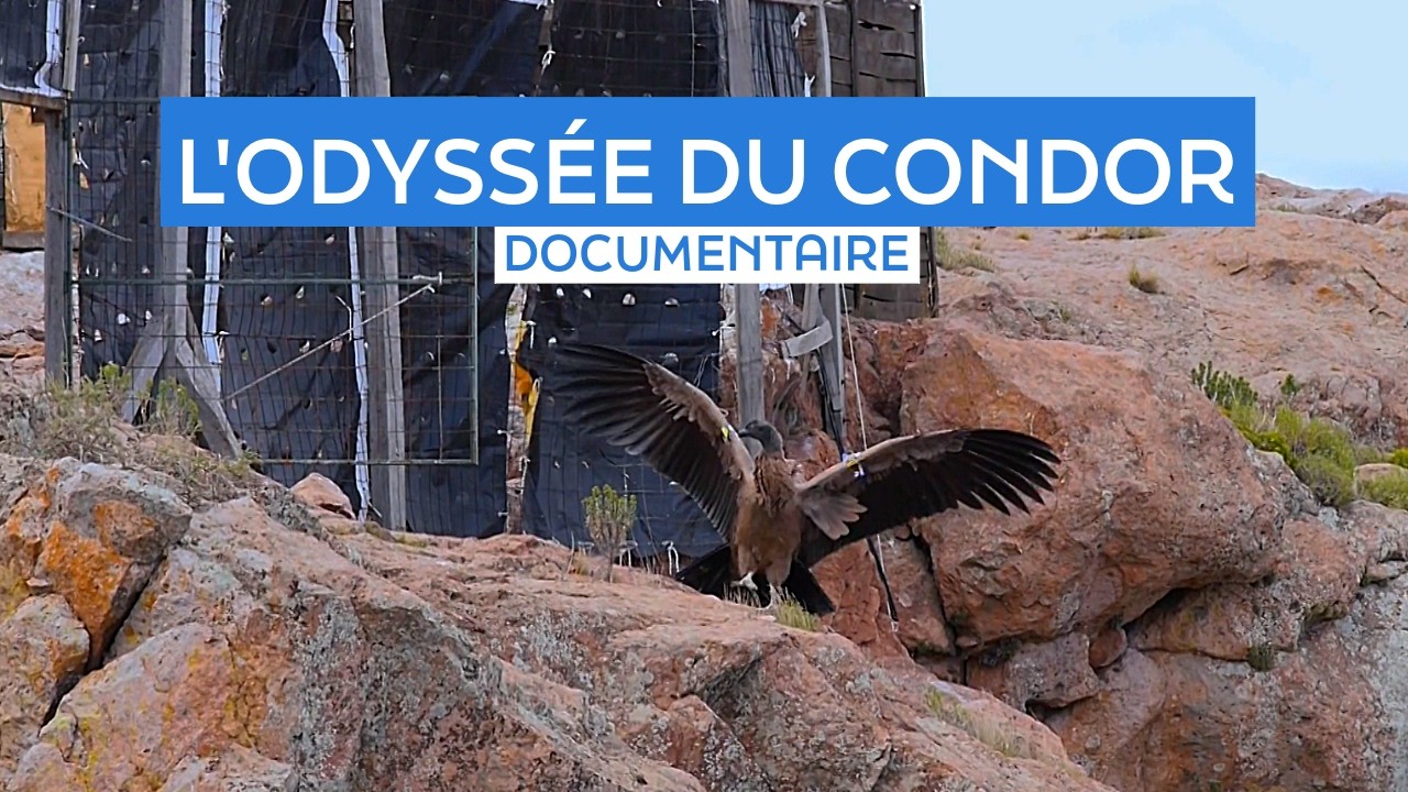 Ayni, l'odyssée du condor