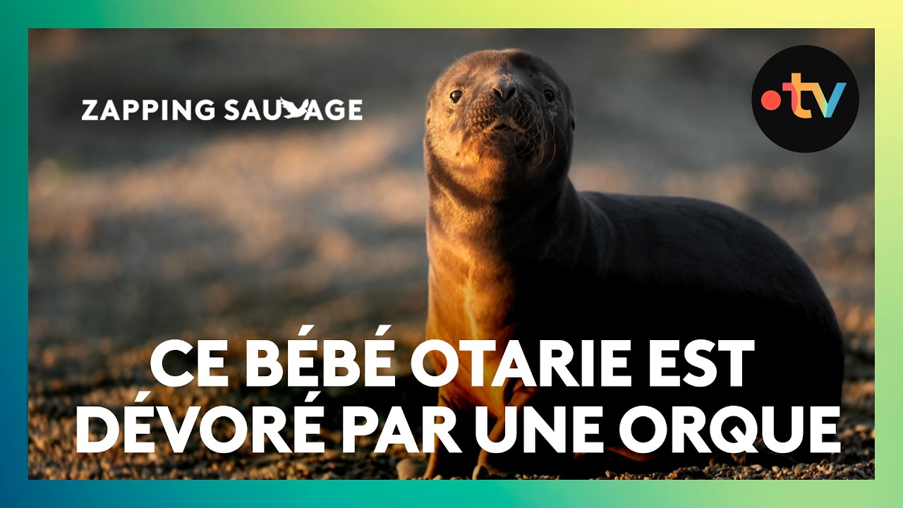Ces deux bébés otaries sont attaqués par surprise par une orque !