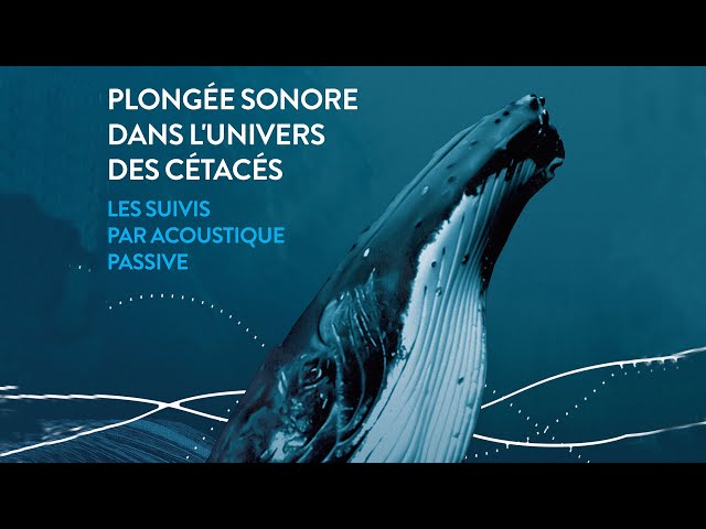 Plongée sonore dans l’univers des cétacés : les suivis par acoustique passive