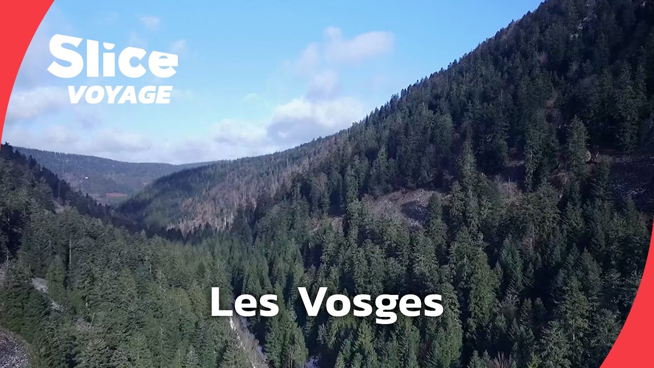 Dans les forêts vosgiennes