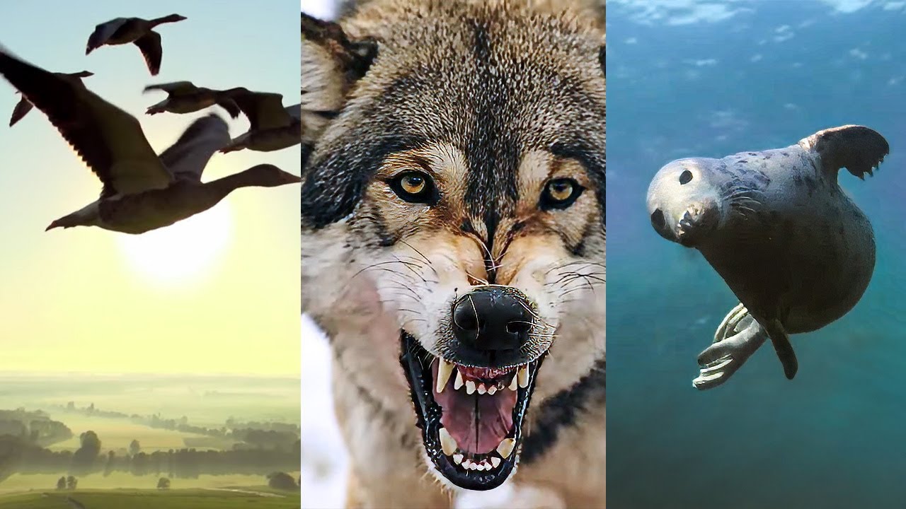 La France, sanctuaire d’une nature sauvage unique
