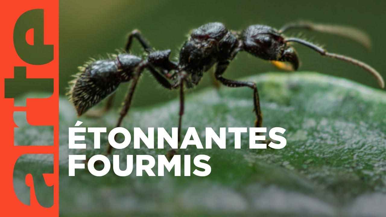La grande parade des insectes – Fourmis